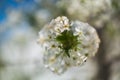 Spring times - Flowering cherry tree