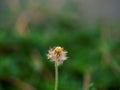 close up shot of Spanish needle or Black-jack white flower with blurred background Royalty Free Stock Photo