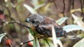 Closeup shot of a sparrow perched on a branch. Warm color. Portrait photo