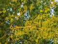 Close up shot of sparrow and Populus deltoides