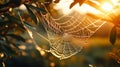 A close-up shot of a spider web with its prey caught inside. Royalty Free Stock Photo