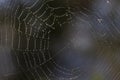 Close up shot of spider web with rain drops Royalty Free Stock Photo