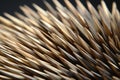 close-up shot of spiky hedgehog quills
