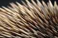 close-up shot of spiky hedgehog quills Royalty Free Stock Photo