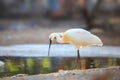 Close up shot of Spoon bill by the pond