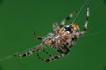 Spotted Orb Weaver Spider on Web Royalty Free Stock Photo