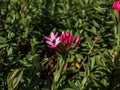 Close up shot of the spreading evergreen shrub The garland flower or rose daphne Daphne cneorum with dense clusters of highly