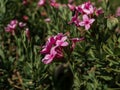 Close up shot of the spreading evergreen shrub The garland flower or rose daphne Daphne cneorum with dense clusters of highly