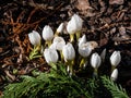 Close-up shot of the spring-flowering plant (Colchicum szovitsii) with white flowers Royalty Free Stock Photo