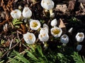 Spring-flowering plant (Colchicum szovitsii) with white flowers in bright sunlight. White spring floral Royalty Free Stock Photo