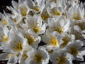 Close-up shot of the spring-flowering plant (Colchicum szovitsii) with white flowers in full bloom Royalty Free Stock Photo