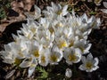 Close-up shot of the spring-flowering plant (Colchicum szovitsii) with white flowers in full bloom Royalty Free Stock Photo