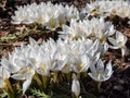 Close-up shot of the spring-flowering plant (Colchicum szovitsii) with white flowers in full bloom Royalty Free Stock Photo