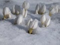 Close-up shot of the spring-flowering plant (Colchicum szovitsii) with white flowers growing in garden Royalty Free Stock Photo