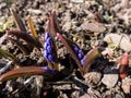 Glory of the Snow (Chionodoxa sardensis) with emerging blue flower bud from