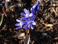 Close-up shot of the springÃ¢â¬â¢s early bloomer - the Glory of the Snow Chionodoxa sardensis `Maksi` with multiple star-shaped,