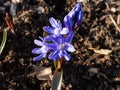 The Glory of the Snow (Chionodoxa sardensis) \'Maksi\' with multiple star-shaped,