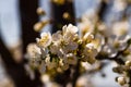 Close-up shot of a springtime view of beautiful trees in blossom Royalty Free Stock Photo