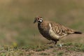 Close-up shot of a Squatter pigeon walking in the Atherton Tableland, Queensland