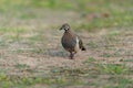 Close-up shot of a Squatter pigeon walking in the Atherton Tableland, Queensland