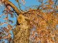 Close up shot of squirrel on cherry tree Royalty Free Stock Photo