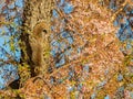 Close up shot of squirrel on cherry tree Royalty Free Stock Photo