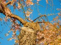 Close up shot of squirrel on cherry tree Royalty Free Stock Photo