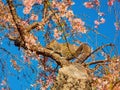 Close up shot of squirrel on cherry tree Royalty Free Stock Photo
