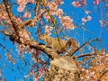 Close up shot of squirrel on cherry tree Royalty Free Stock Photo
