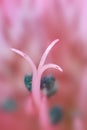Close up shot of stamen in Alstroemeria flower