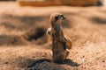 Close up shot of standing meerkat on sand Royalty Free Stock Photo