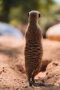 Close up shot of standing meerkat on sand Royalty Free Stock Photo