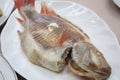 Close-up shot of the steamed Nile Tilapia on the white ceramic plate. Royalty Free Stock Photo