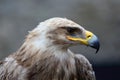 Steppe eagle close-up