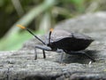 Close up shot of Stink Bug on ground