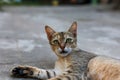 Close-up shot of a street cat laying on the ground outdoors Royalty Free Stock Photo