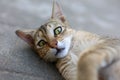 Close-up shot of a street cat laying on the ground outdoors Royalty Free Stock Photo