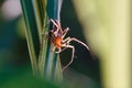 Close-up shot of a Striped lynx spider atop a glossy green leaf Royalty Free Stock Photo