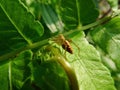 Close up shot of a Striped lynx spider on a leaf Royalty Free Stock Photo