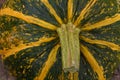 Close up shot of striped yellow and green pumpkin. Uatumn harvest, seasonal vegetables, organic fresh farm healthy food