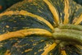 Close up shot of striped yellow and green pumpkin. Uatumn harvest, seasonal vegetables, organic fresh farm healthy food