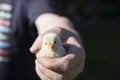 Close up shot of a strong, rough hand with dirty nails of a man farmer holding a small cute newborn baby chicken chick Royalty Free Stock Photo