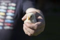 Close up shot of a strong, rough hand with dirty nails of a man farmer holding a small cute newborn baby chicken chick Royalty Free Stock Photo