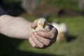 Close up shot of a strong, rough hand with dirty nails of a man farmer holding a small cute newborn baby chicken chick Royalty Free Stock Photo