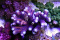 Close up shot on Stylophora pociloporidae short stony polyps coral Royalty Free Stock Photo