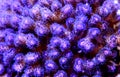 Close up shot on Stylophora pociloporidae short stony polyps coral Royalty Free Stock Photo