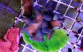Close up shot on Stylophora pociloporidae short stony polyps coral Royalty Free Stock Photo