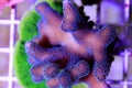 Close up shot on Stylophora pociloporidae short stony polyps coral Royalty Free Stock Photo