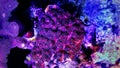 Close up shot on Stylophora short stony polyps coral