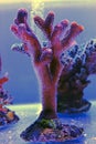 Close up shot on Stylophora short stony polyps coral